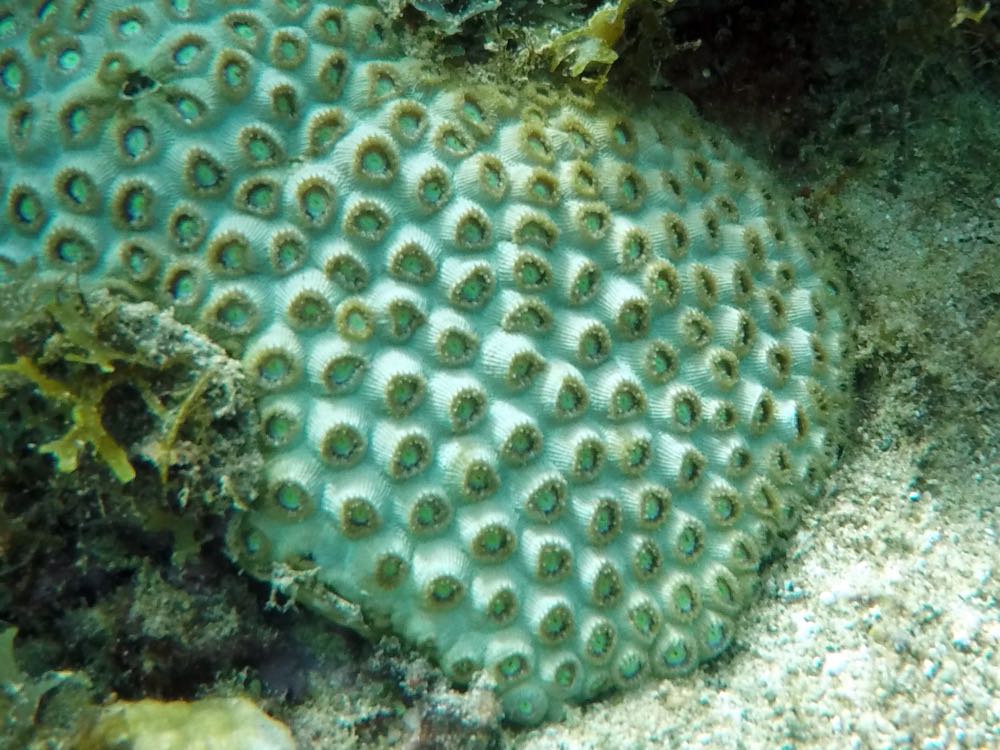 Mat Zoanthid (close)