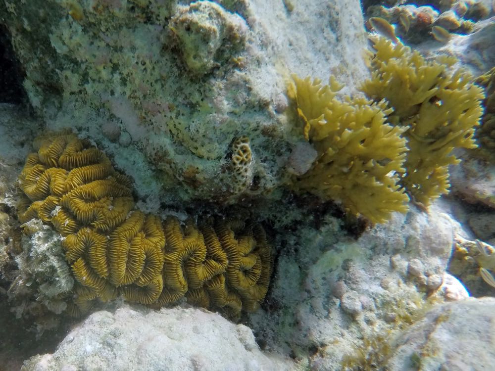 Maze Coral (left) Blade Fire Coral (Right)