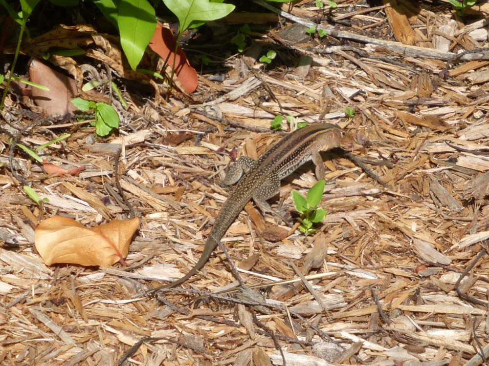 Ameiva lizard