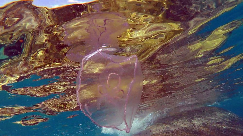 Moon Jellyfish (S)