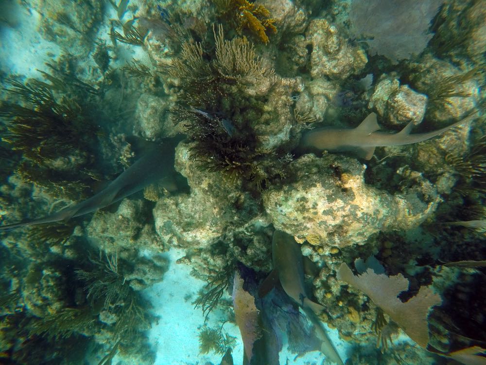 Nurse Sharks (7')