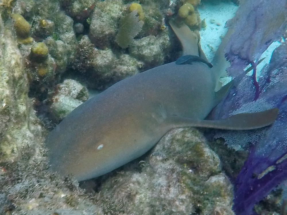 Nurse Sharks (7')