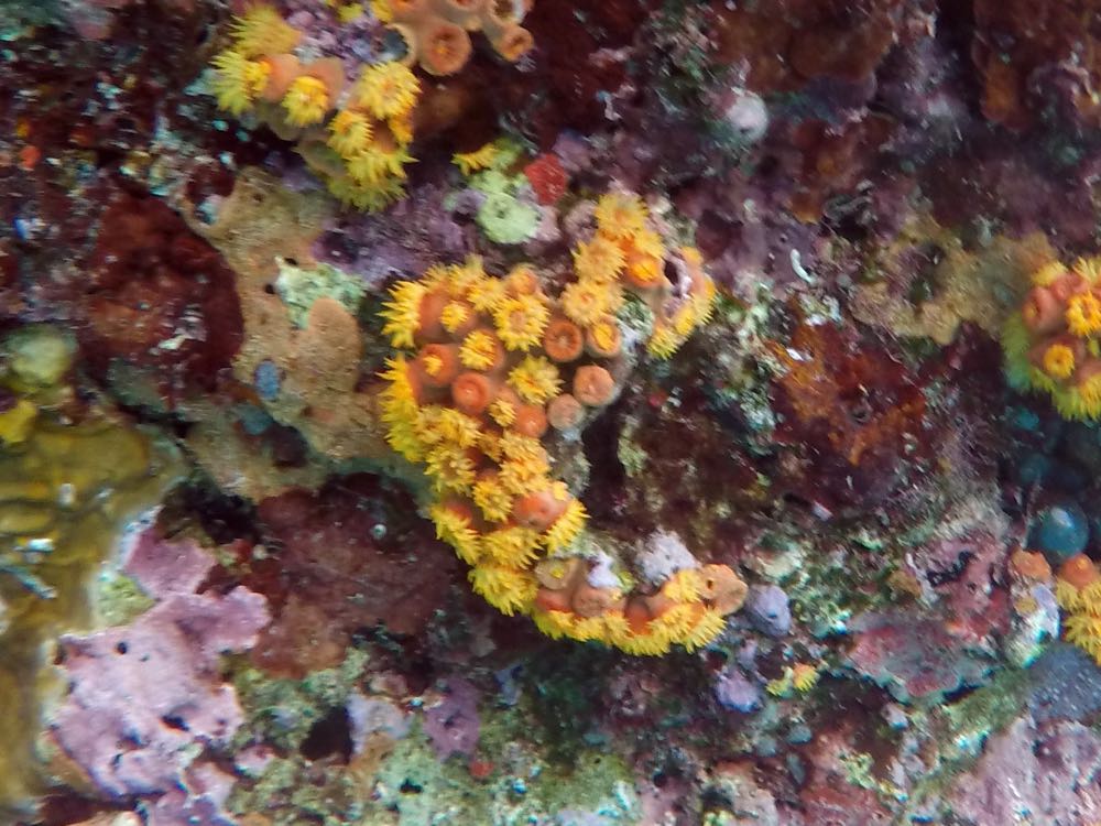 Orange Cup Coral