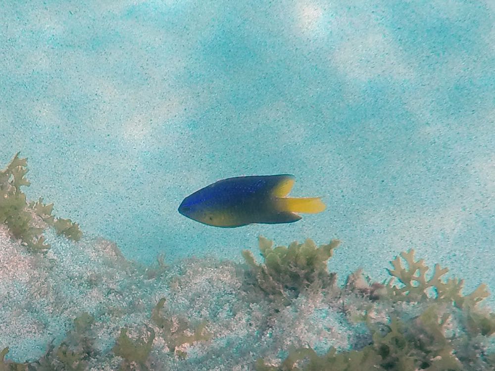 Beugregory Juvenile (1