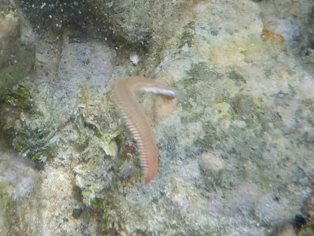 Orange Fireworm