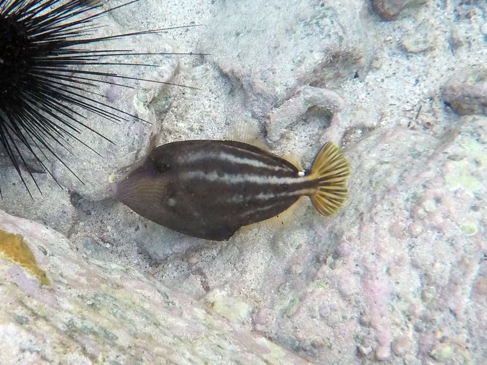 Orange Spotted Filefish (8