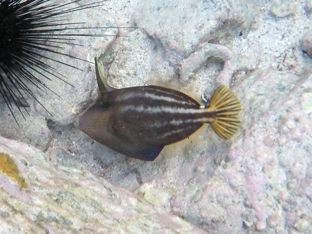 Orange Spotted Filefish (8