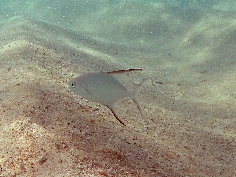 Palometa (6