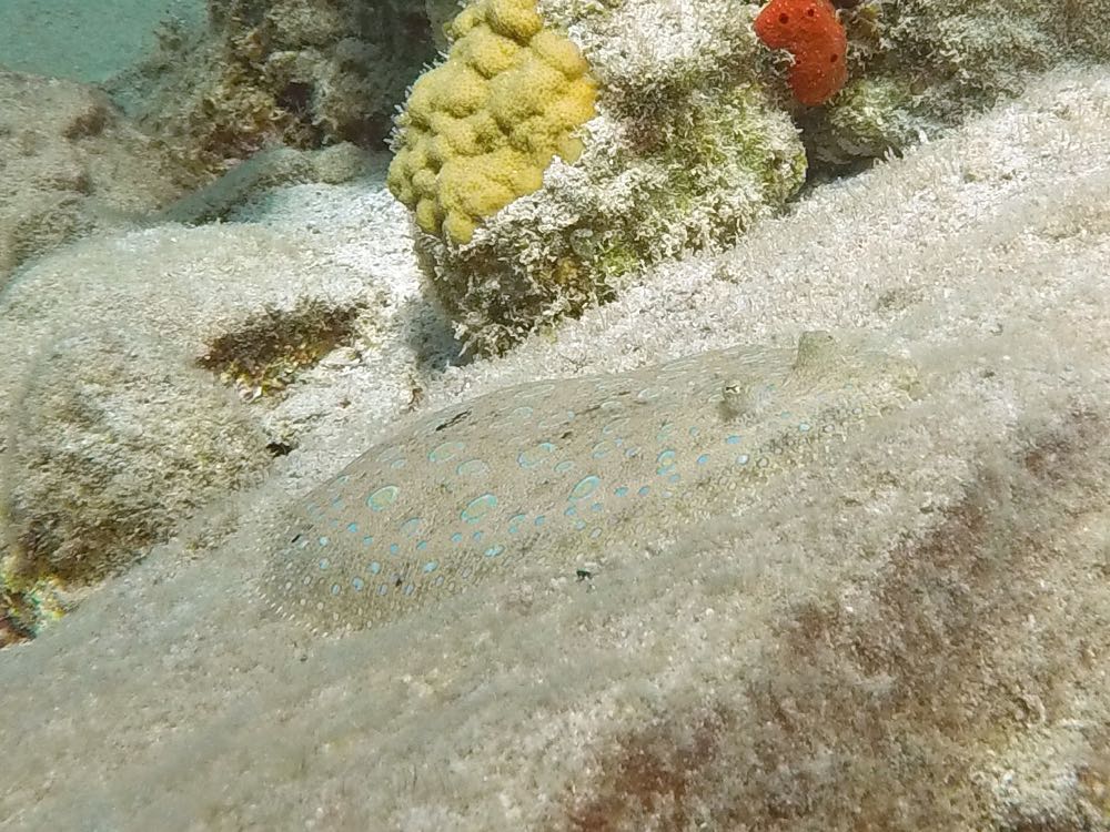 Peacock Flounder (10