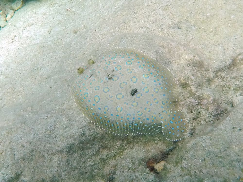 Peacock Flounder (10