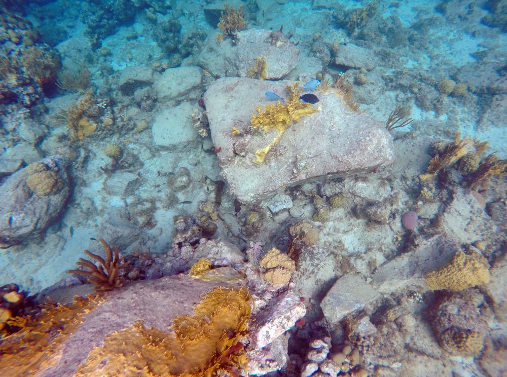 Peacock Flounder from surface