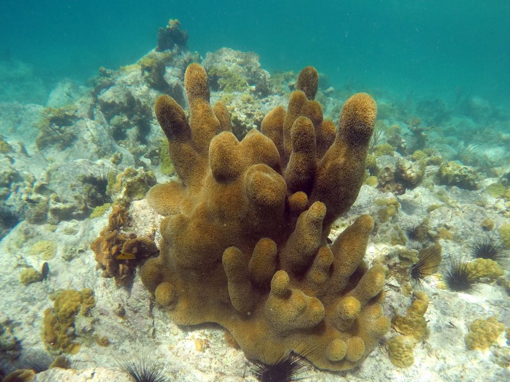 Pillar Coral