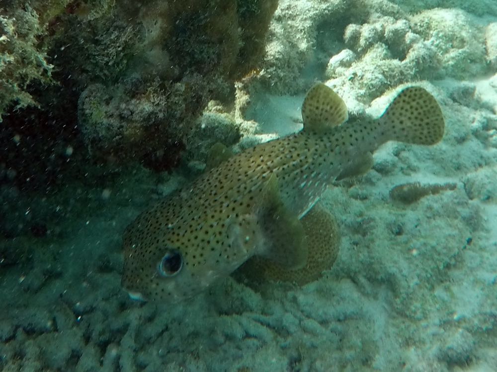 Porcupine Fish (24