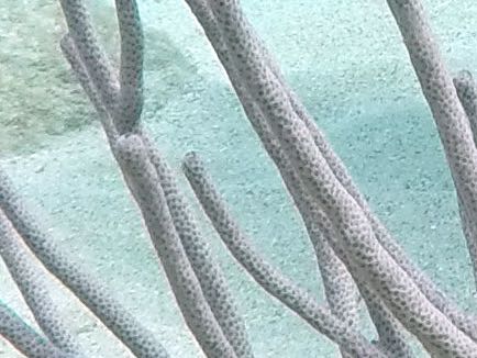 Porous Sea Rod (close)