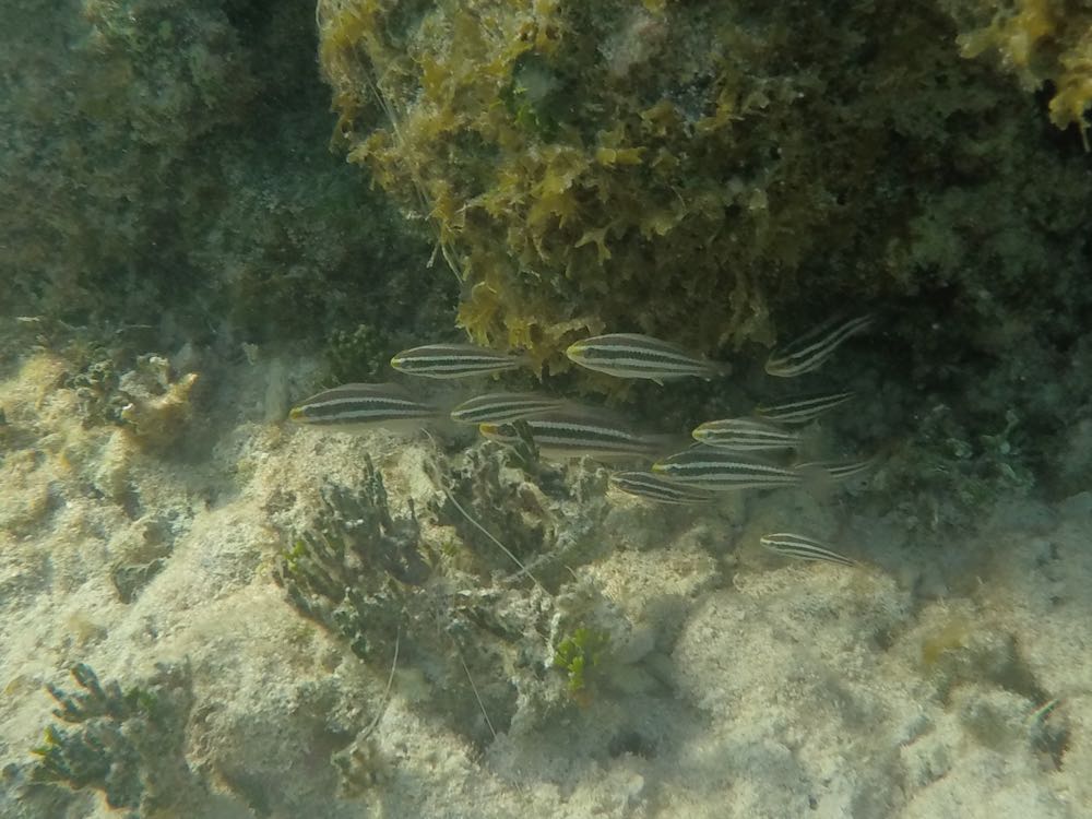 Princess Parrotfish Juvenile (3