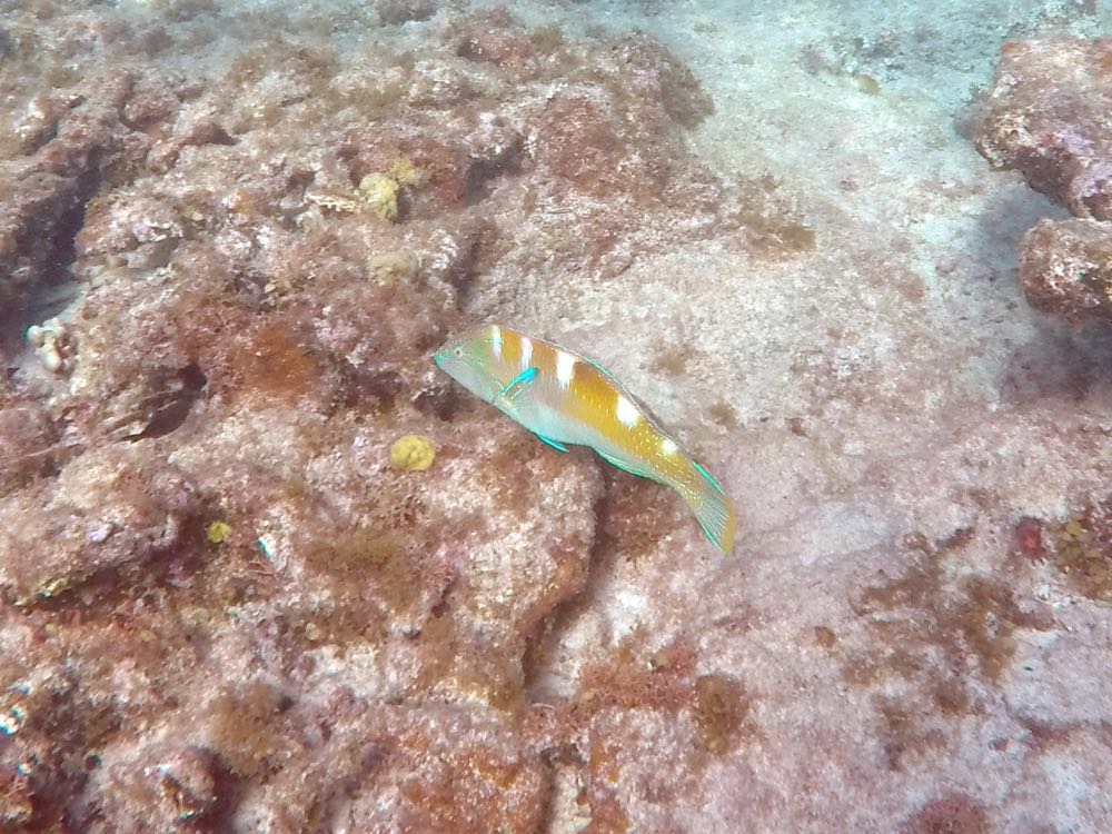 Puddingwife (14
