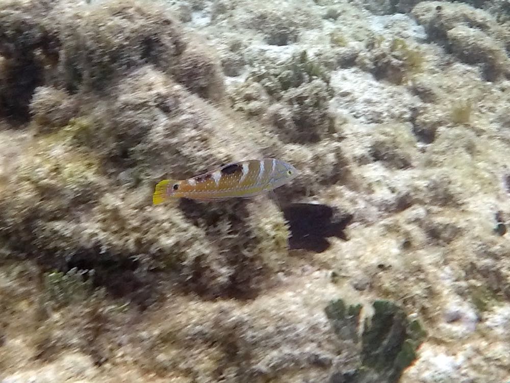 Puddingwife Juvenile (6