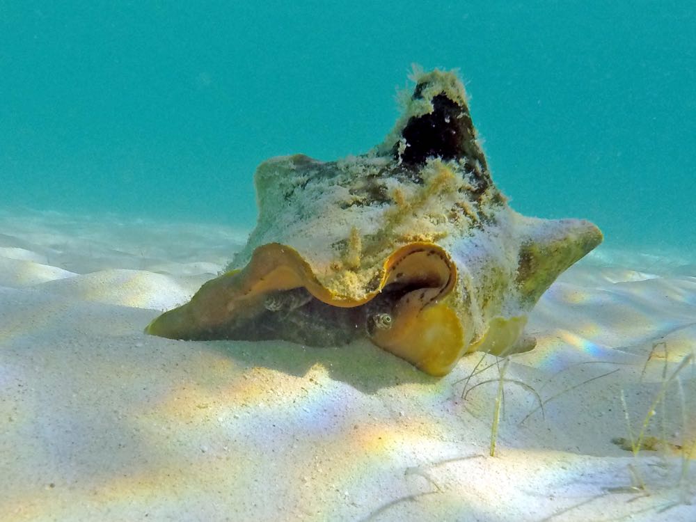 Queen Conch