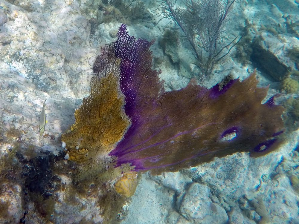 Red-Band Disease on Sea Fan