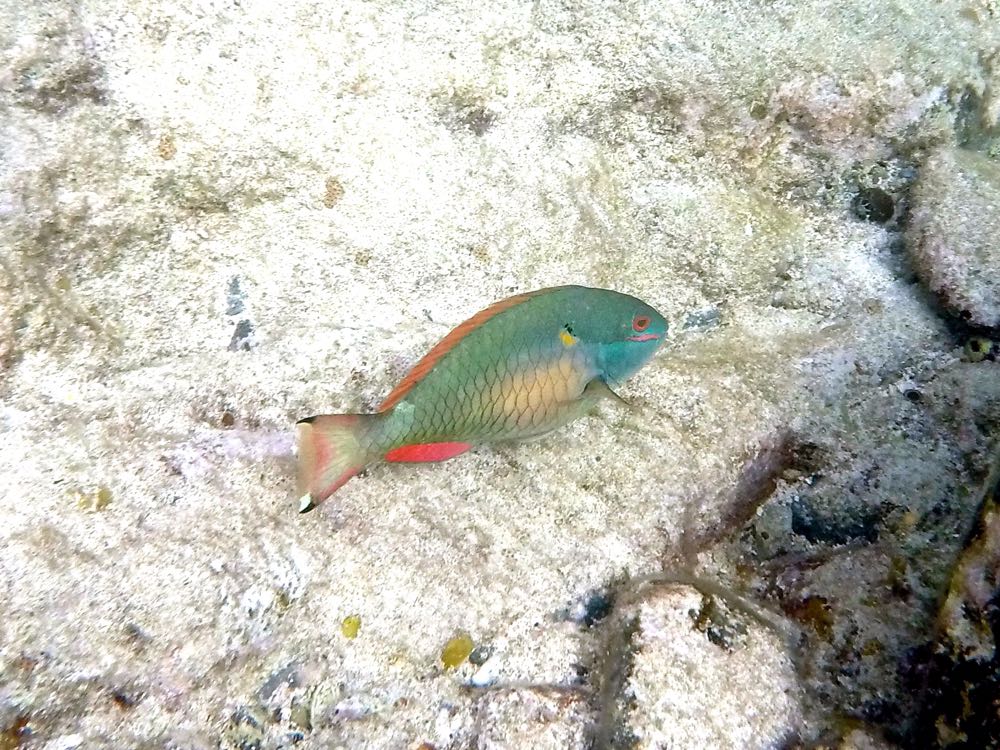 Redband Parrotfish (12