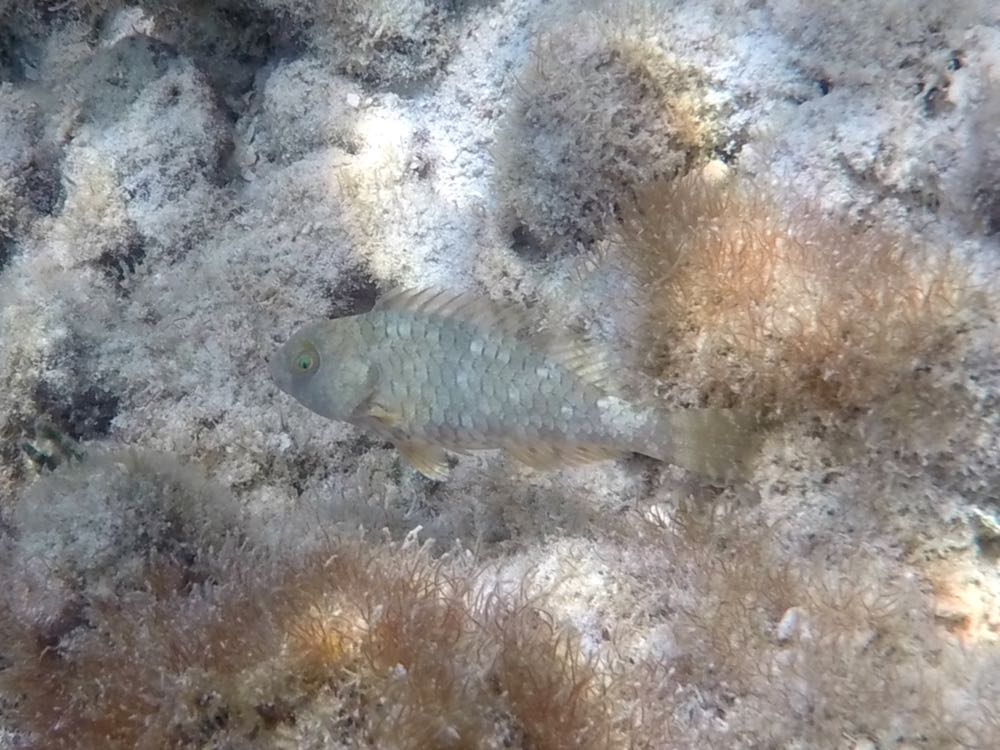 Redtail Parrotfish Juvinle (2