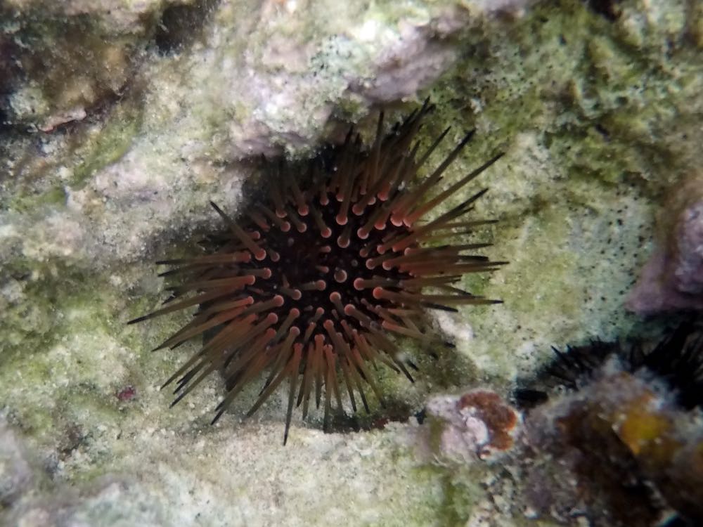 Reef Urchin