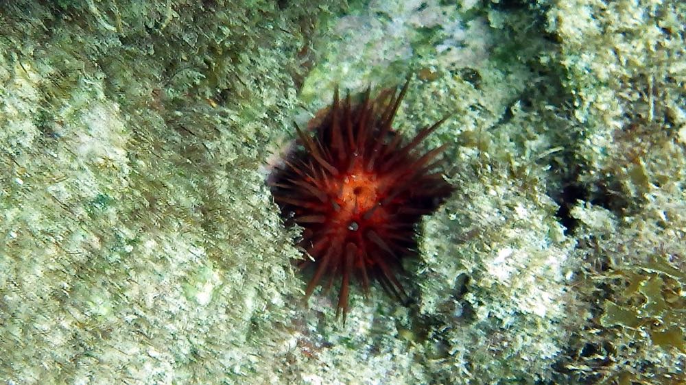 Rock Boring Sea Urchin