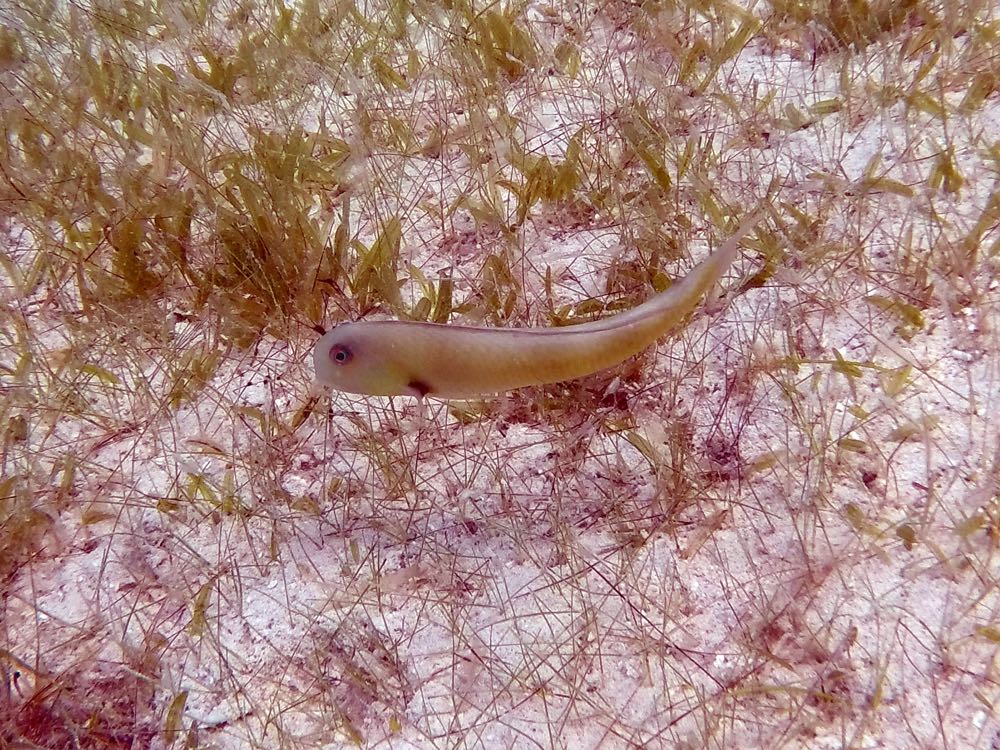 Rosy Razorfish (4