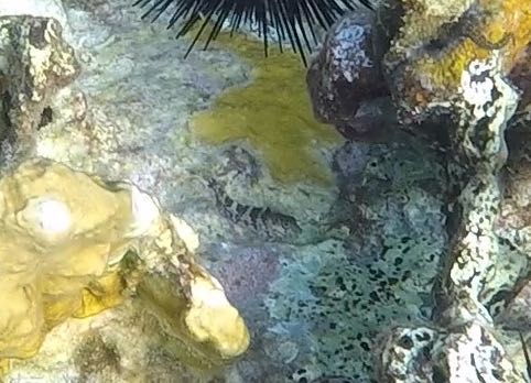 Saddle Blenny
