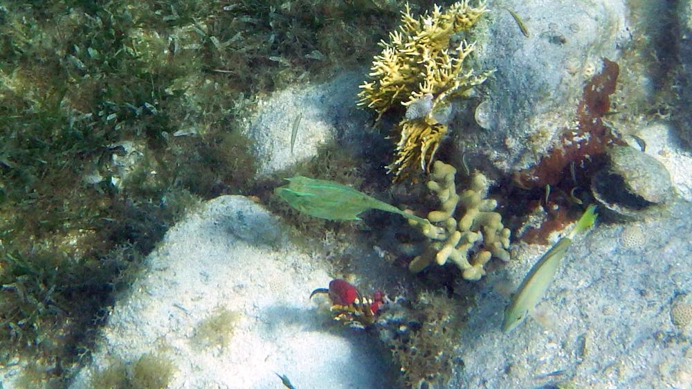 Scrawled Cowfish (8