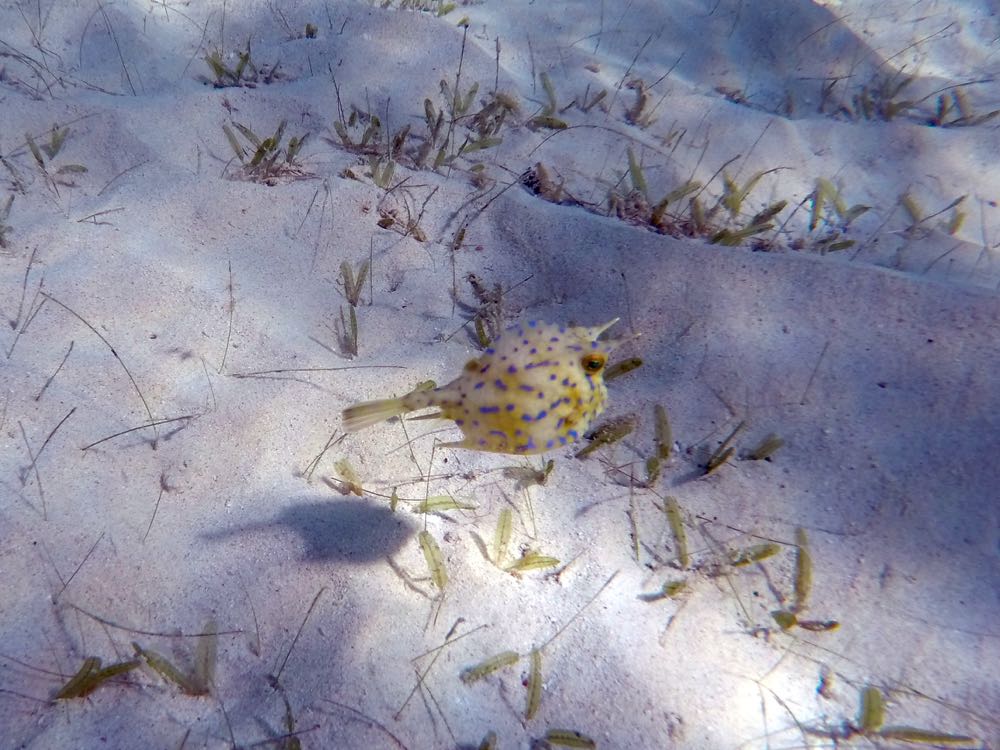 Scrawled Cowfish Juvenile (1