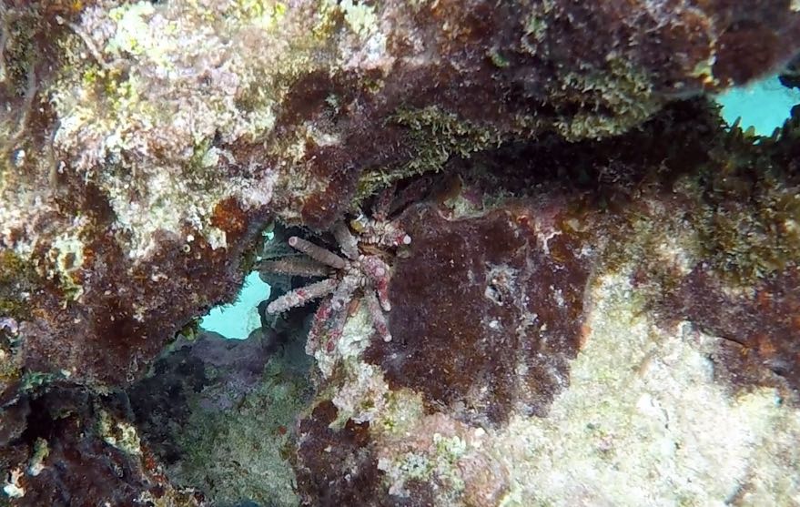 Slate Pencil Urchin