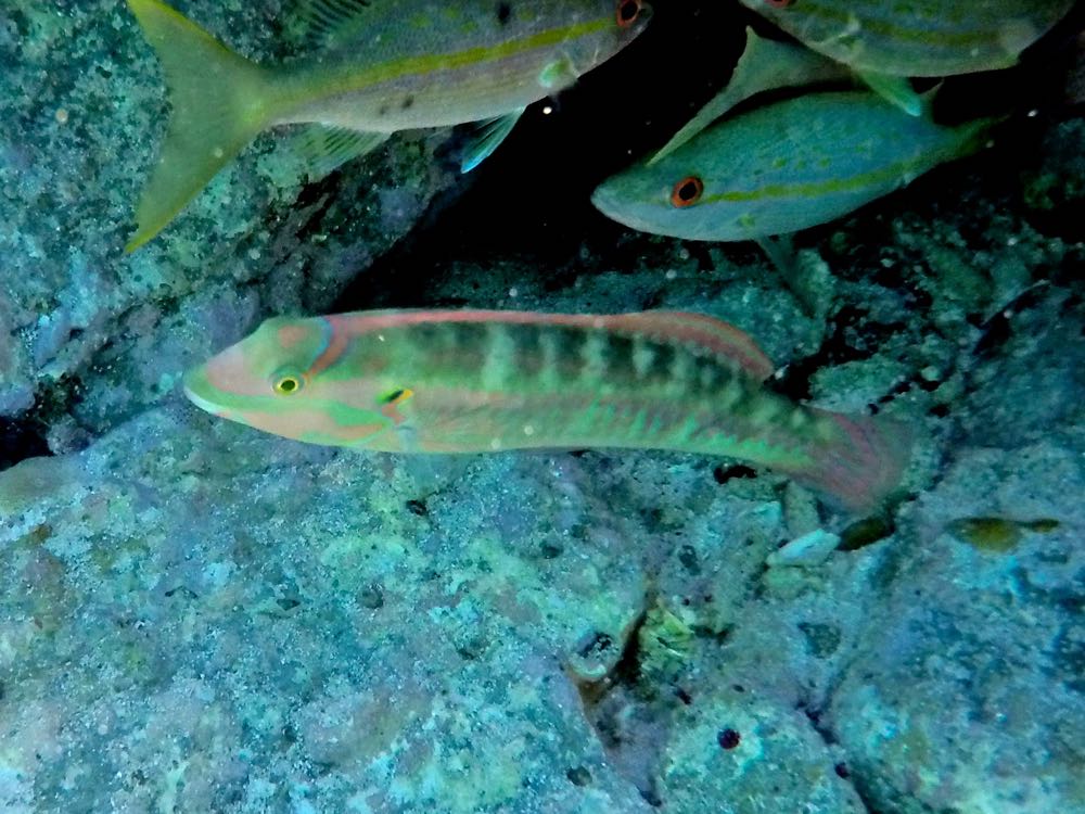 Slippery Dick Wrasse