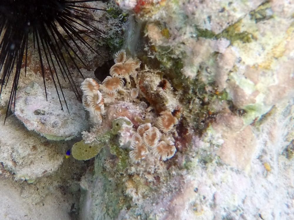 Social Featherduster Worm