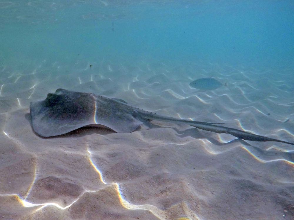 Southern Stingray