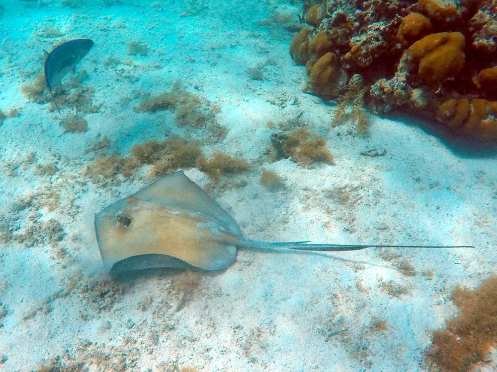 Southern Stingray