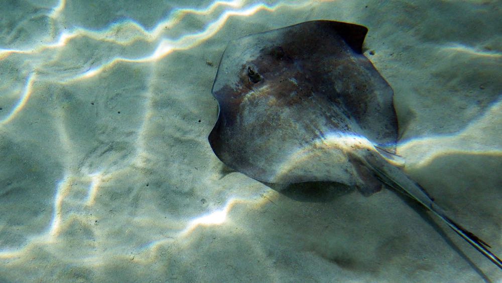 Southern Stingray (S)