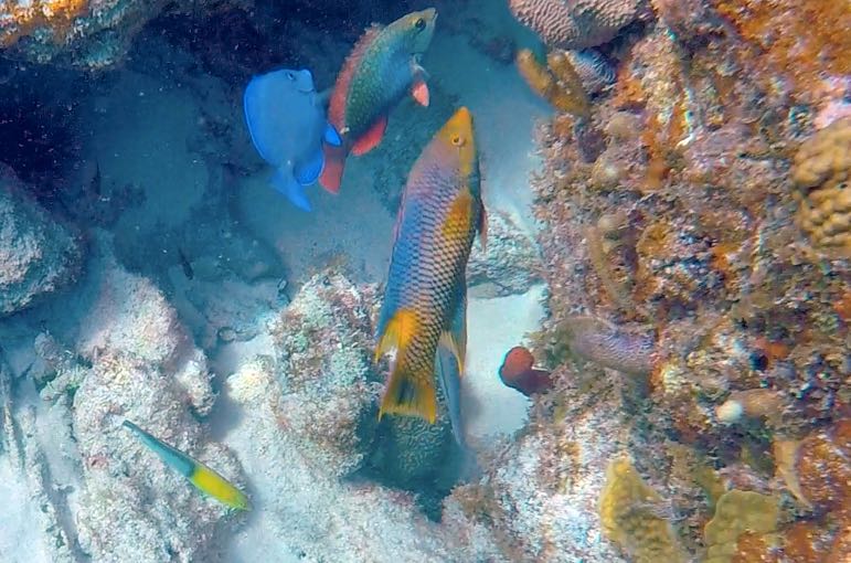 Spanish Hogfish