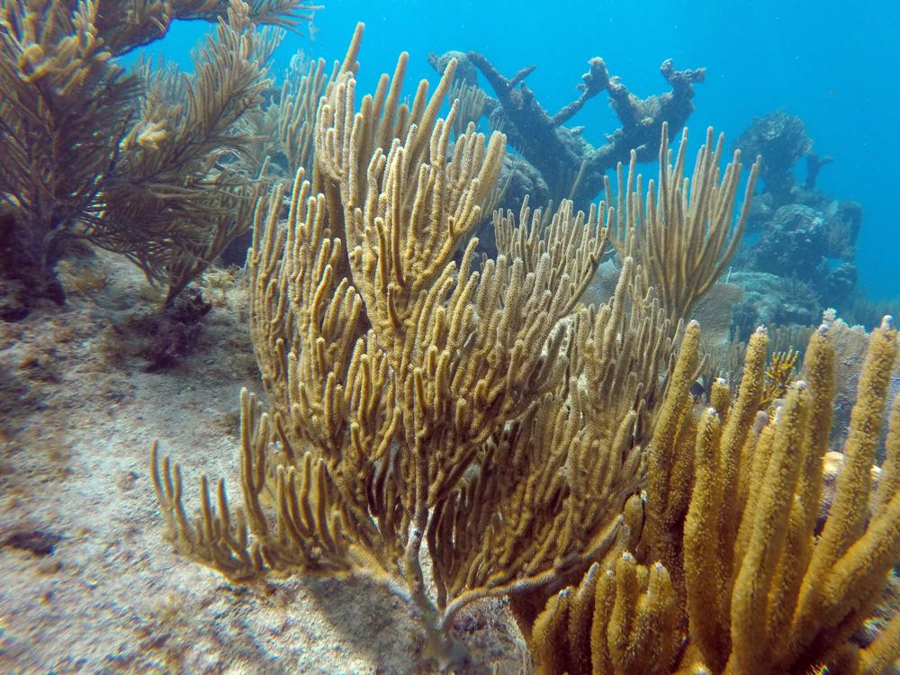 Spiny Sea Fan