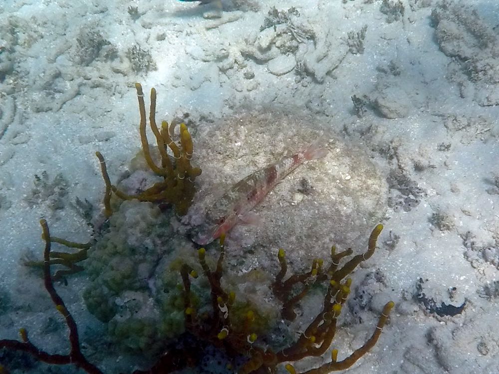 Spotted Goatfish (10