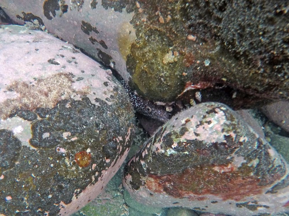 Spotted Moray Eel