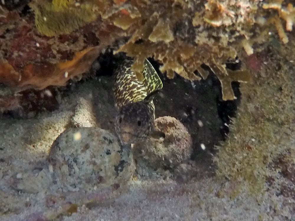 Spotted Moray Eel