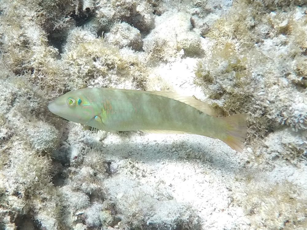 Blackear Wrasse (4