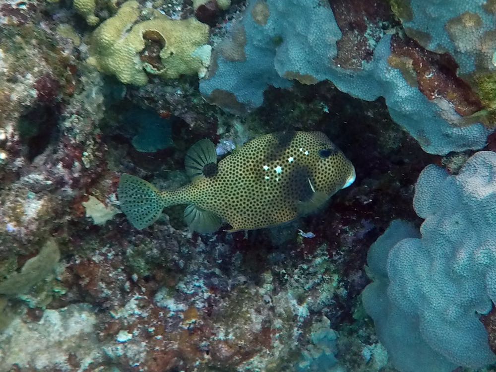 Spotted Trunkfish