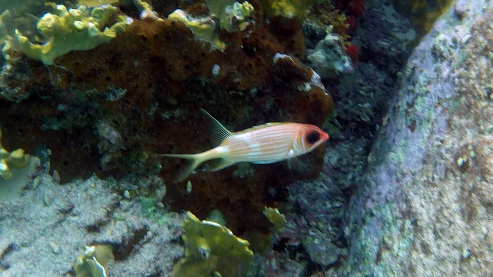 Squirrelfish