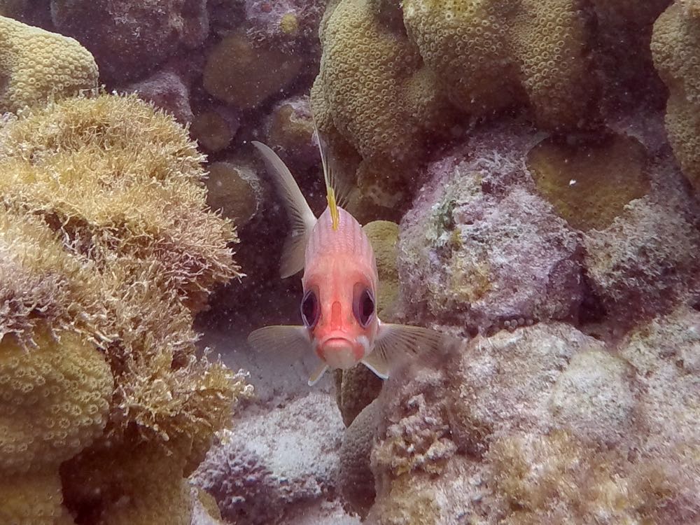 Squirrelfish (7