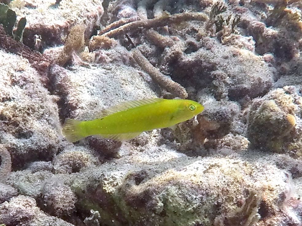 Blackear Wrasse Juvenile (2