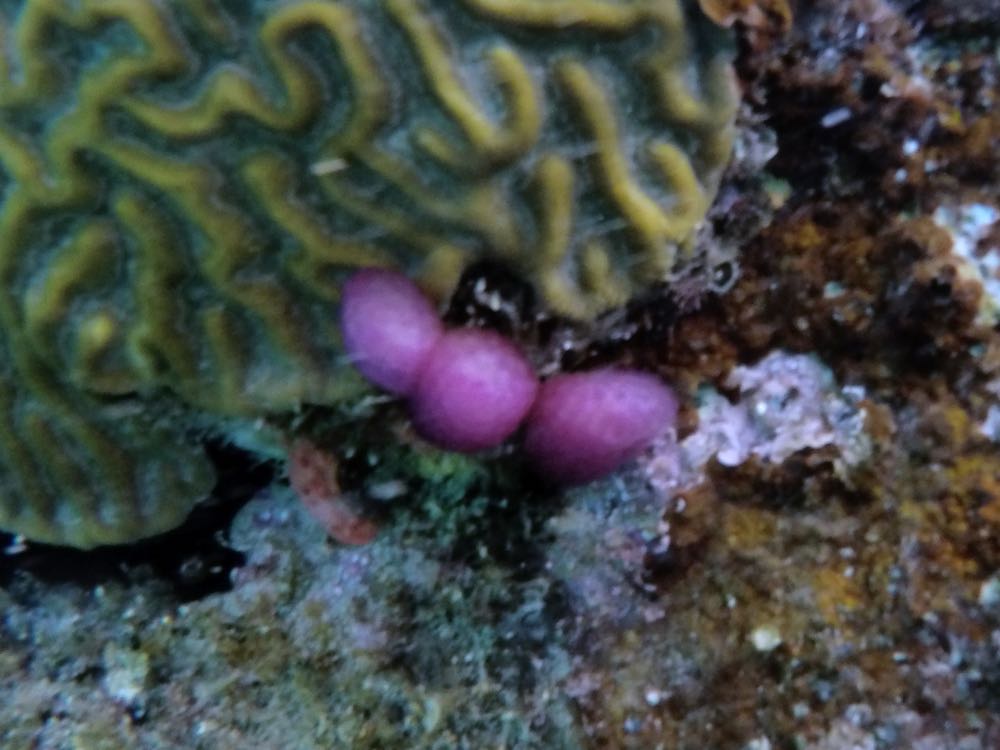 Strawberry Tunicate