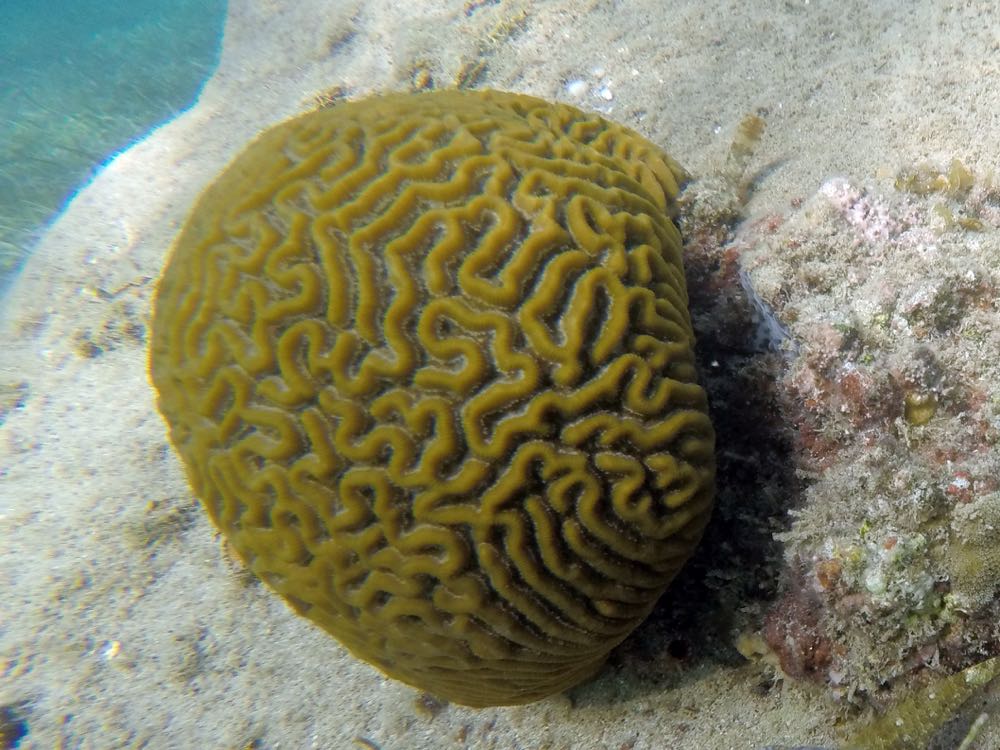 Symetrical Brain Coral