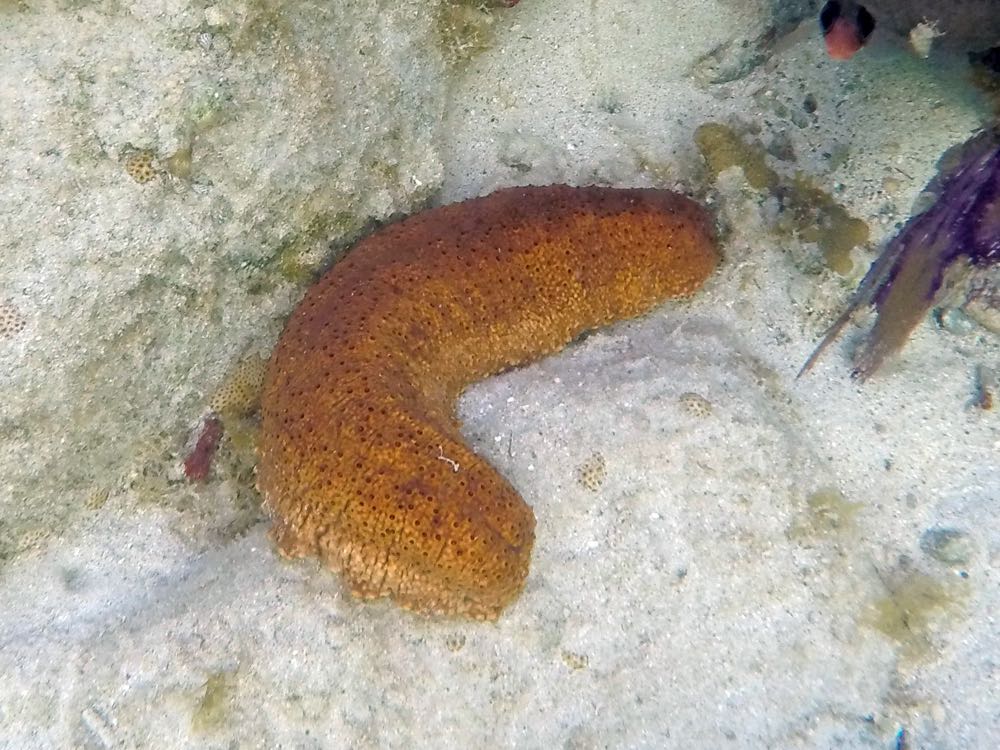 Three row sea cumber